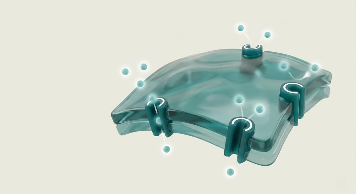 Insulin resistance and aging: the underestimated metabolic connection
