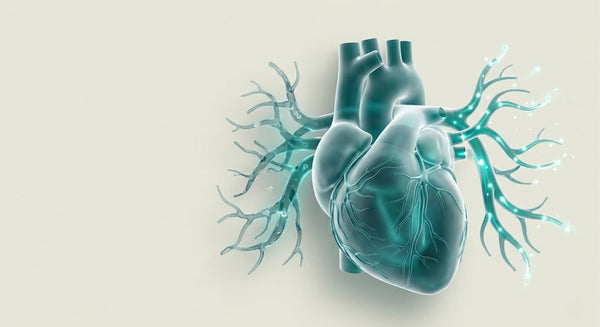 Nad+ and cardiovascular aging: what we know so far