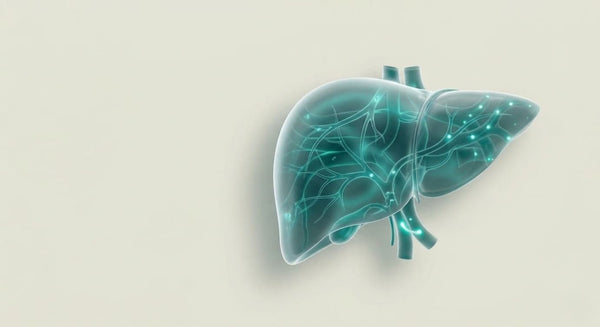 Liver illustration science hub