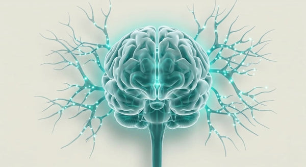 brain illustration science hub